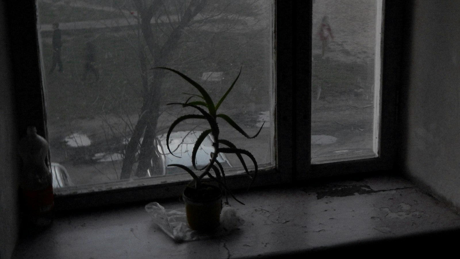 A potted plant on a windowsill on a rainy day